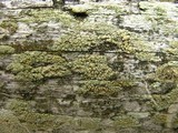 Lecanora strobilina image