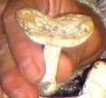 Amanita gioiosa image