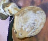 Amanita gioiosa image