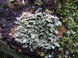 Stereocaulon saxatile image