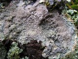 Diploschistes scruposus image