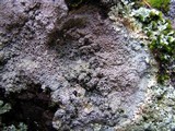 Diploschistes scruposus image
