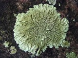 Flavoparmelia baltimorensis image