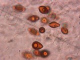Melanogaster tuberiformis image