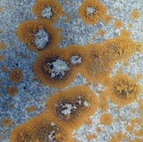 Xanthoria elegans image
