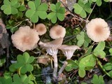 Contumyces rosellus image