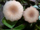 Contumyces rosellus image