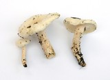 Hygrophorus eburneus image