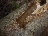 Phellinus viticola image