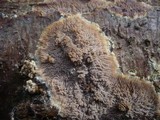 Phlebia rufa image