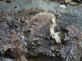 Phlebia rufa image