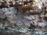 Phlebia rufa image