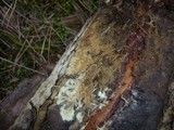 Xenasmatella vaga image
