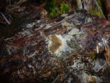 Serpula himantioides image