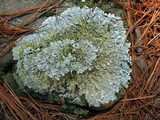 Flavoparmelia baltimorensis image
