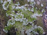 Flavoparmelia baltimorensis image