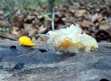Tremella fuciformis image