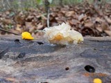 Tremella fuciformis image