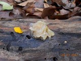 Tremella fuciformis image