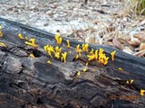 Dacryopinax spathularia image