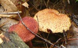 Suillus spraguei image