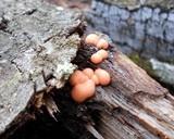 Lycogala epidendrum image