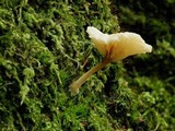 Lichenomphalia umbellifera image