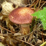 Suillus spraguei image