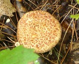Suillus spraguei image