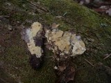 Amphinema byssoides image