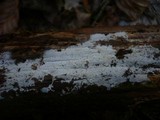 Athelia epiphylla image