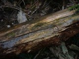 Basidiodendron caesiocinereum image