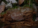 Basidiodendron caesiocinereum image