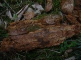 Basidiodendron caesiocinereum image