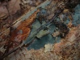 Byssocorticium atrovirens image
