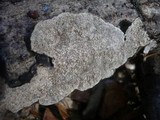 Datronia mollis image