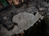 Datronia mollis image