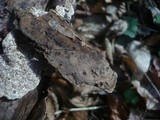 Datronia mollis image