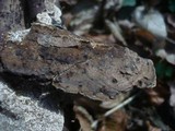 Datronia mollis image