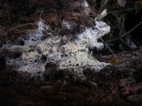Gloiothele lactescens image