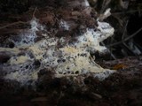 Gloiothele lactescens image