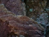 Hymenochaete carpatica image