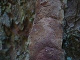 Hymenochaete carpatica image