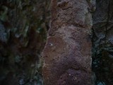 Hymenochaete carpatica image