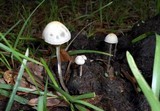 Panaeolus cyanescens image