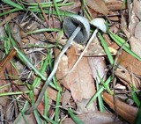 Panaeolus cyanescens image