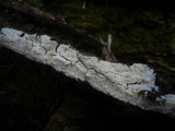 Leptosporomyces roseus image