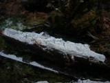 Leptosporomyces roseus image