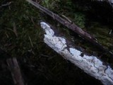 Leptosporomyces roseus image