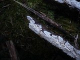 Leptosporomyces roseus image